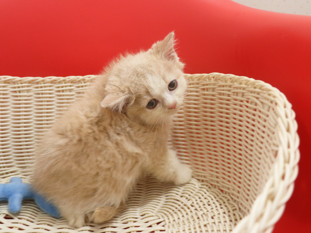 スコティッシュフォールドの子猫画像
