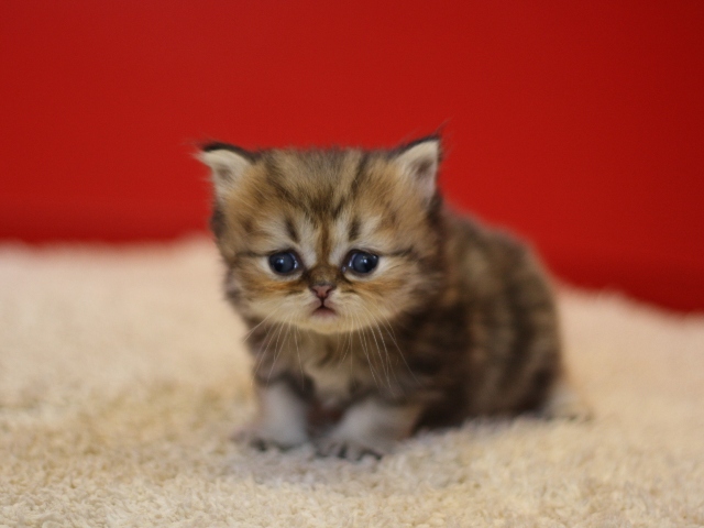 ペルシャチンチラの子猫