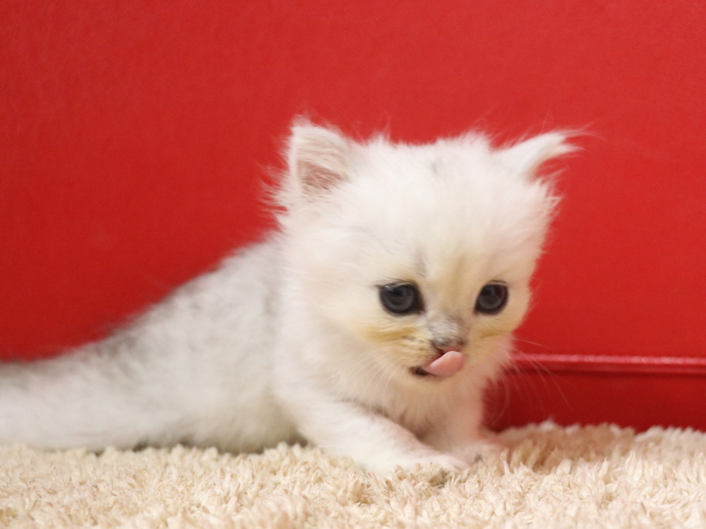 ペルシャチンチラの子猫